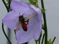 Blattschneiderbiene [Megachile willughbiella] 01